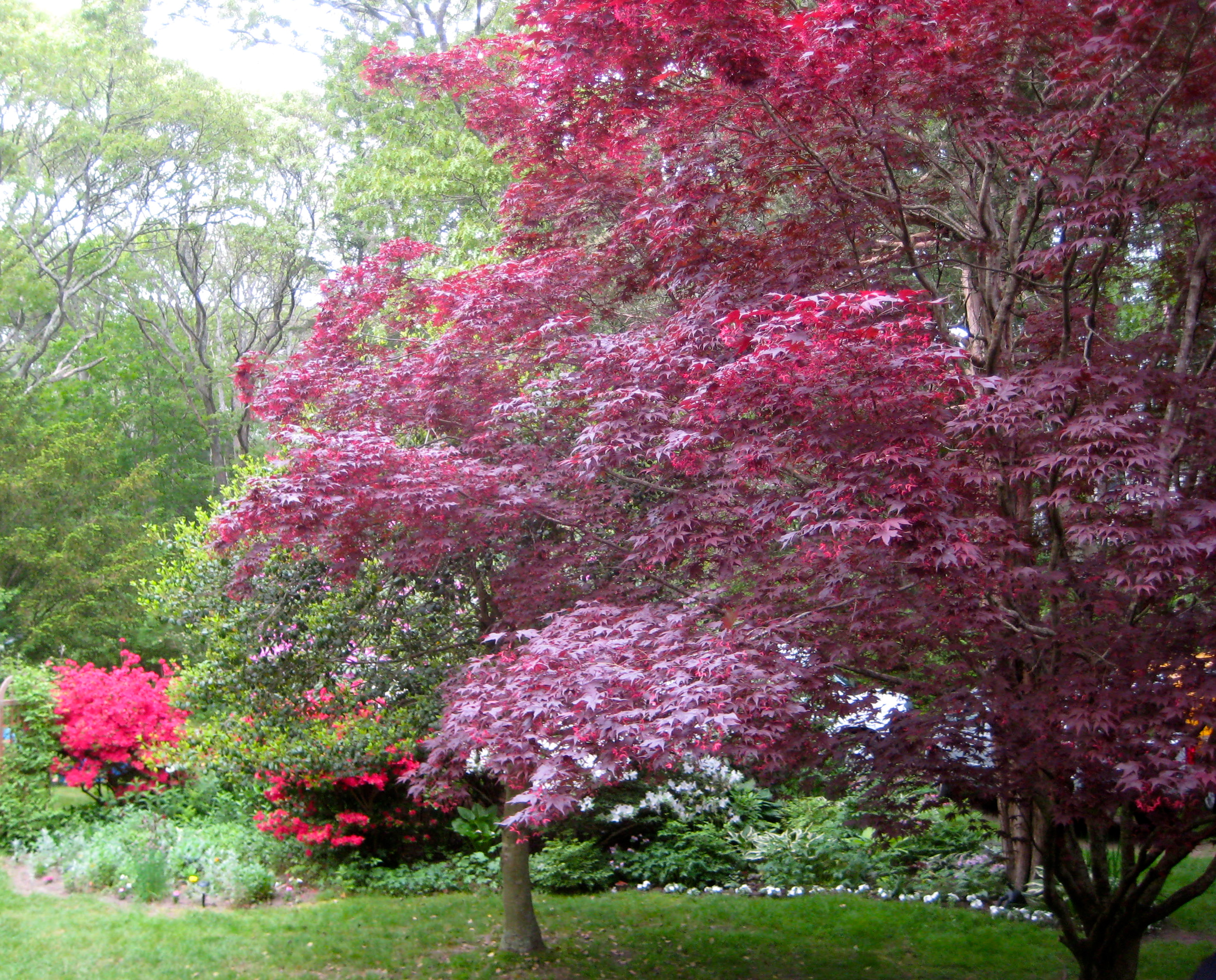 Tuesday, July 9, 9:00 am – 2:00 pm – Falmouth Blooms Garden Tour