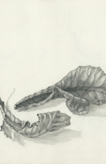 Friday, January 10 – Sunday, January 12, 9:30 am – 3:30 pm – Leaves in Pen and Ink