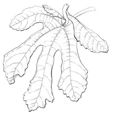 Friday, January 3 – Sunday, January 5, 9:30 am – 3:30 pm – Leaves in Perspective: Opposite, Alternate, Whorled