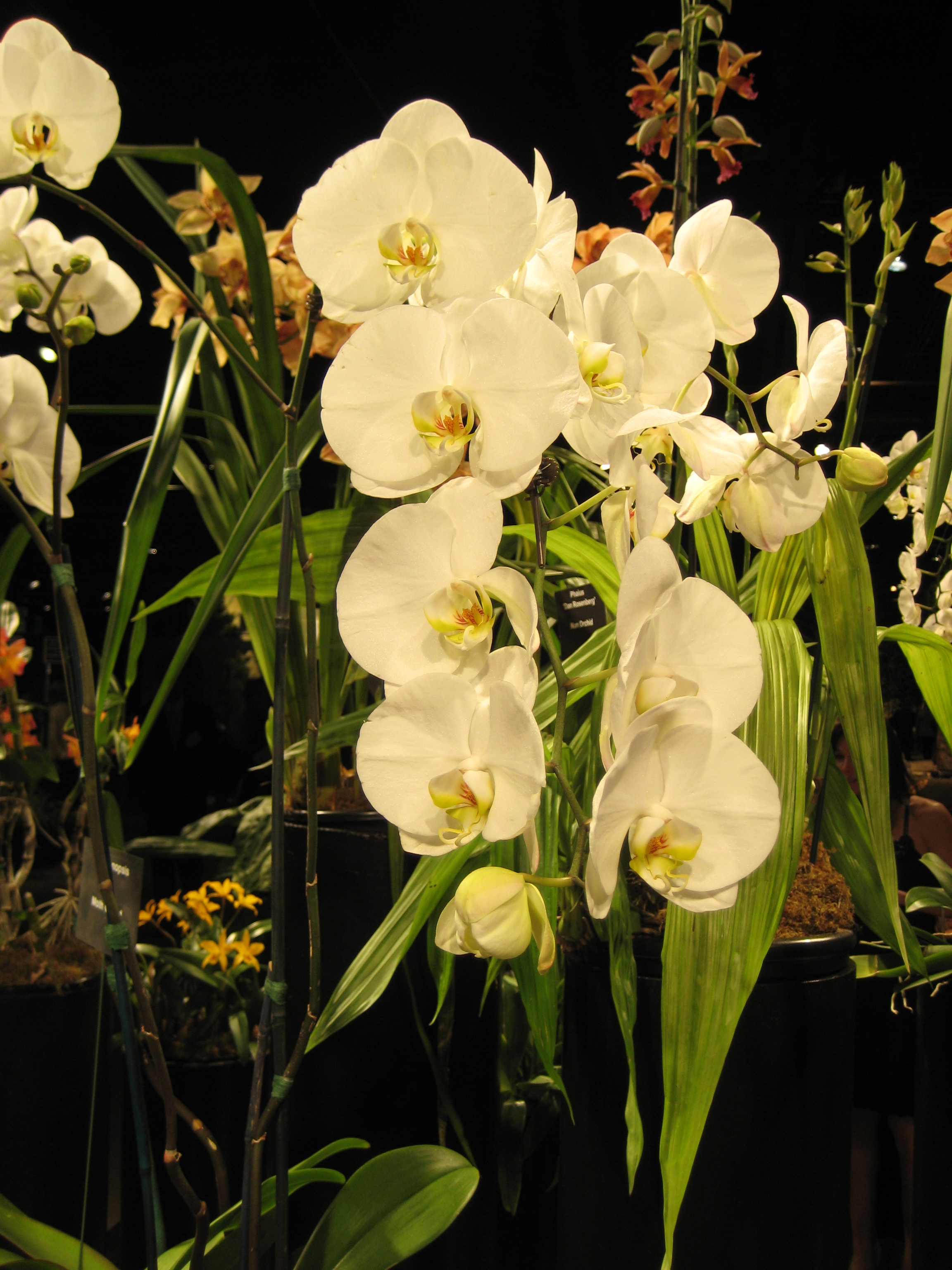 Thursday, May 22, 9:30 am – 11:30 am – Boston Flower Exchange Tour