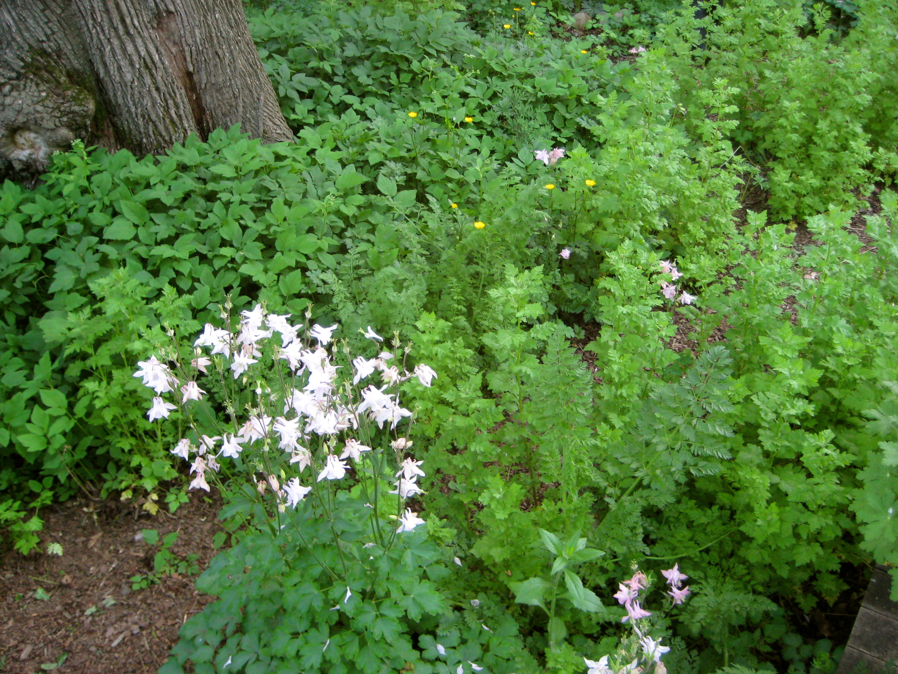 Tuesday, April 22, 10:00 am – Earth Day Restoration with the New England Wild Flower Society