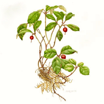 Tuesday,  July 15 – Thursday, July 17, 9:30 am – 3:30 pm – WCBG Florilegium: Wildflowers