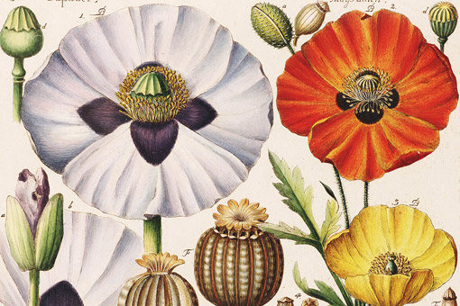 Tuesdays, April 1 – June 3, 9:00 am – 11:30 am – Botanical Drawing