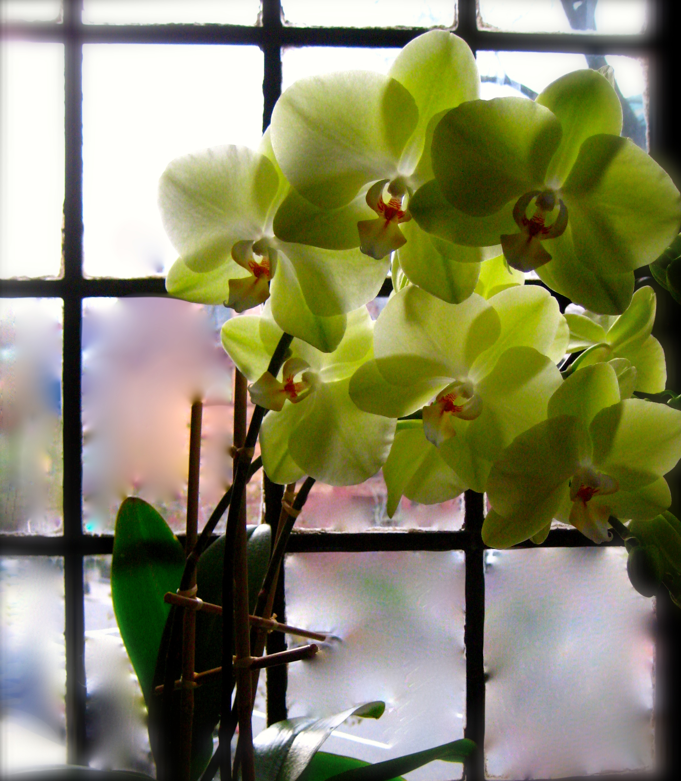 Thursday, January 29, 7:00 pm – 8:30 pm – Orchids 101