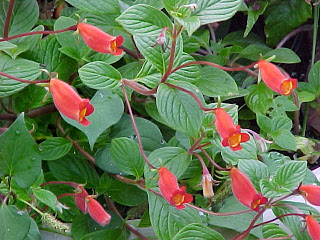 Saturday, September 25, 10:00 am – 5:00 pm, and Sunday, September 26, 10:00 am – 4:00 pm – Gesneriad/Begonia Show