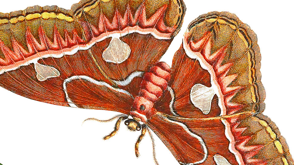Tuesday, March 29, 7:00 pm – 8:30 pm – Maria Sibylla Merian: The First Ecologist?
