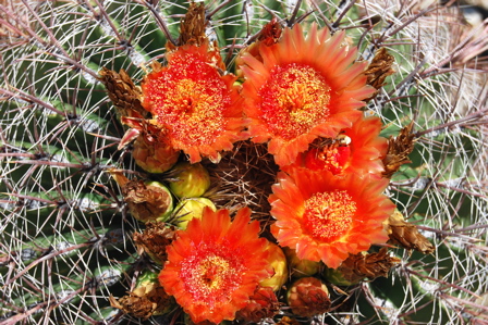 Saturday, September 18, 12:00 pm – 5:00 pm, and Sunday, September 19, 10:00 am – 4:00 pm – Cactus and Succulents Show