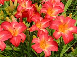 Sunday, July 26, 11:00 a.m. – 2:00 p.m. – Judged Daylily Exhibition at Tower Hill