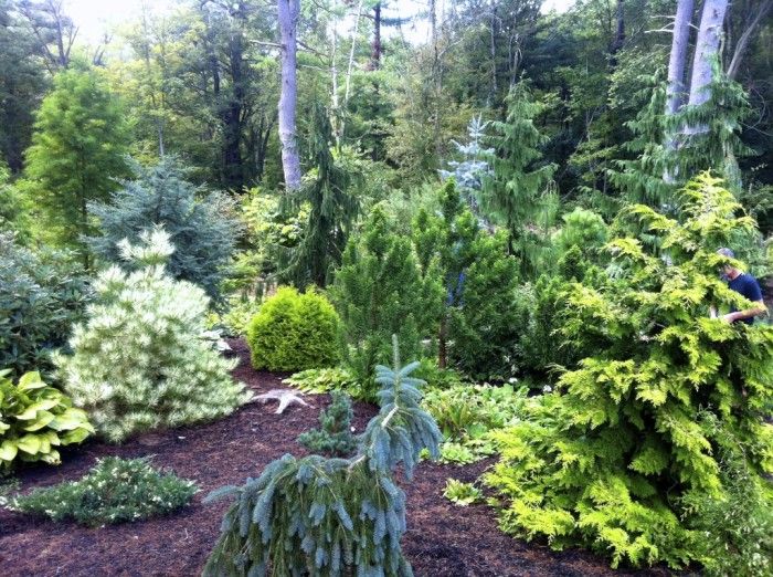 Wednesday, June 22, 9:00 am – 4:00 pm – Private Conifer Gardens of Metro-West Boston