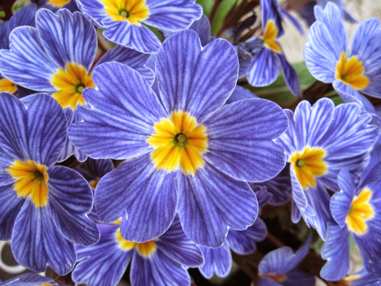 Saturday, May 6, 10:00 am – 5:00 pm, and Sunday, May 7, 10:00 am – 4:00 pm – Primrose Show