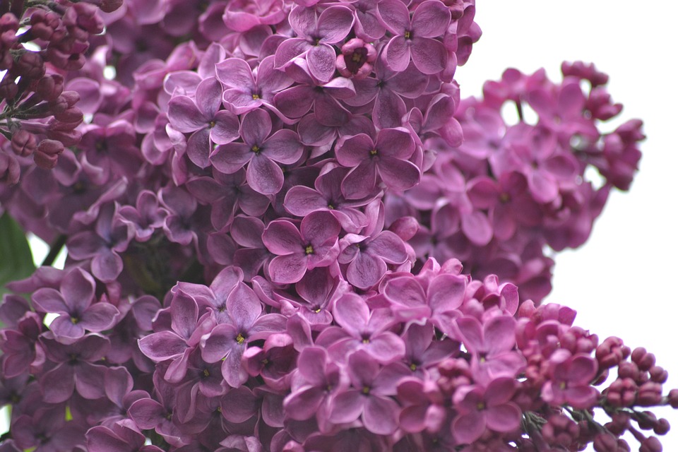 Sunday, May 8, 10:00 am – 3:00 pm – 108th Annual Lilac Sunday