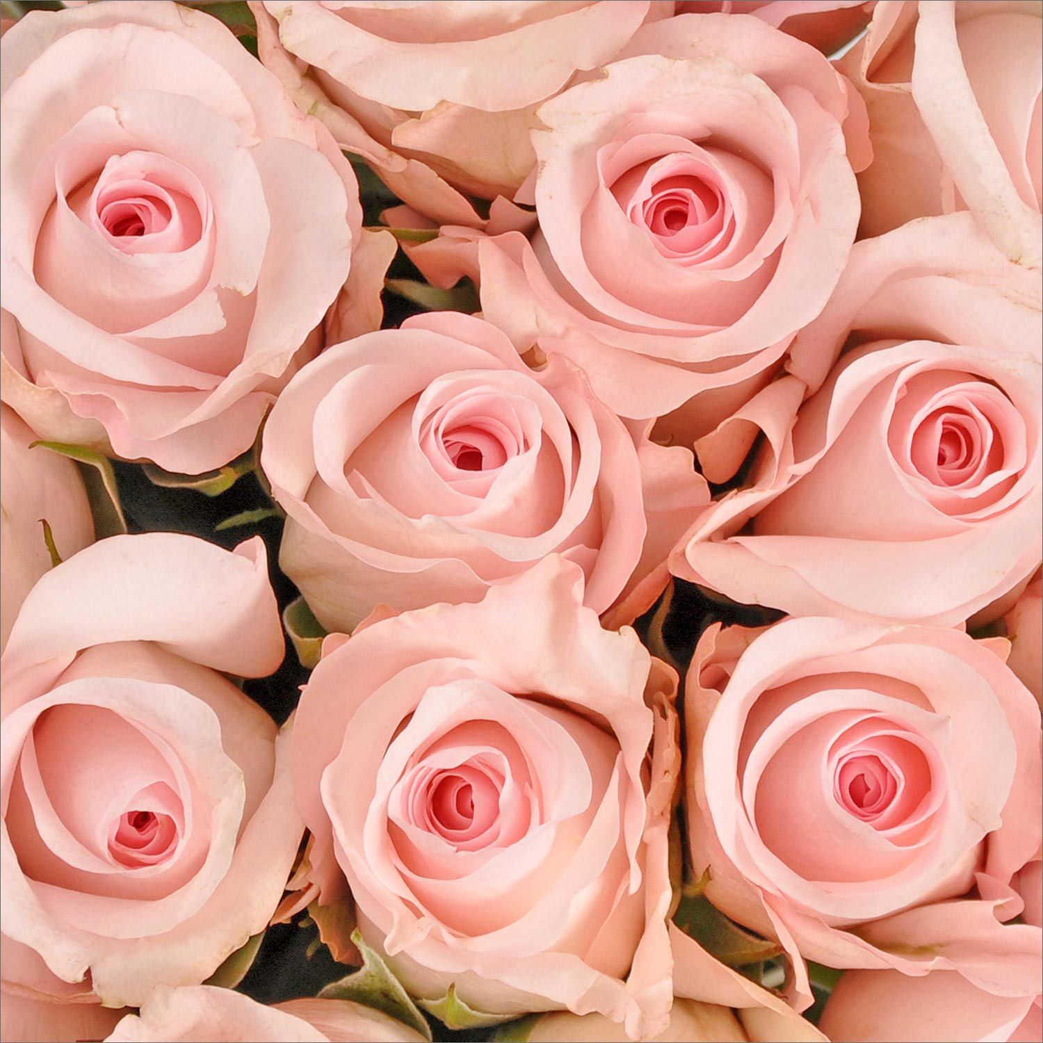 Thursday, May 19, 7:00 pm – 8:30 pm – Roses