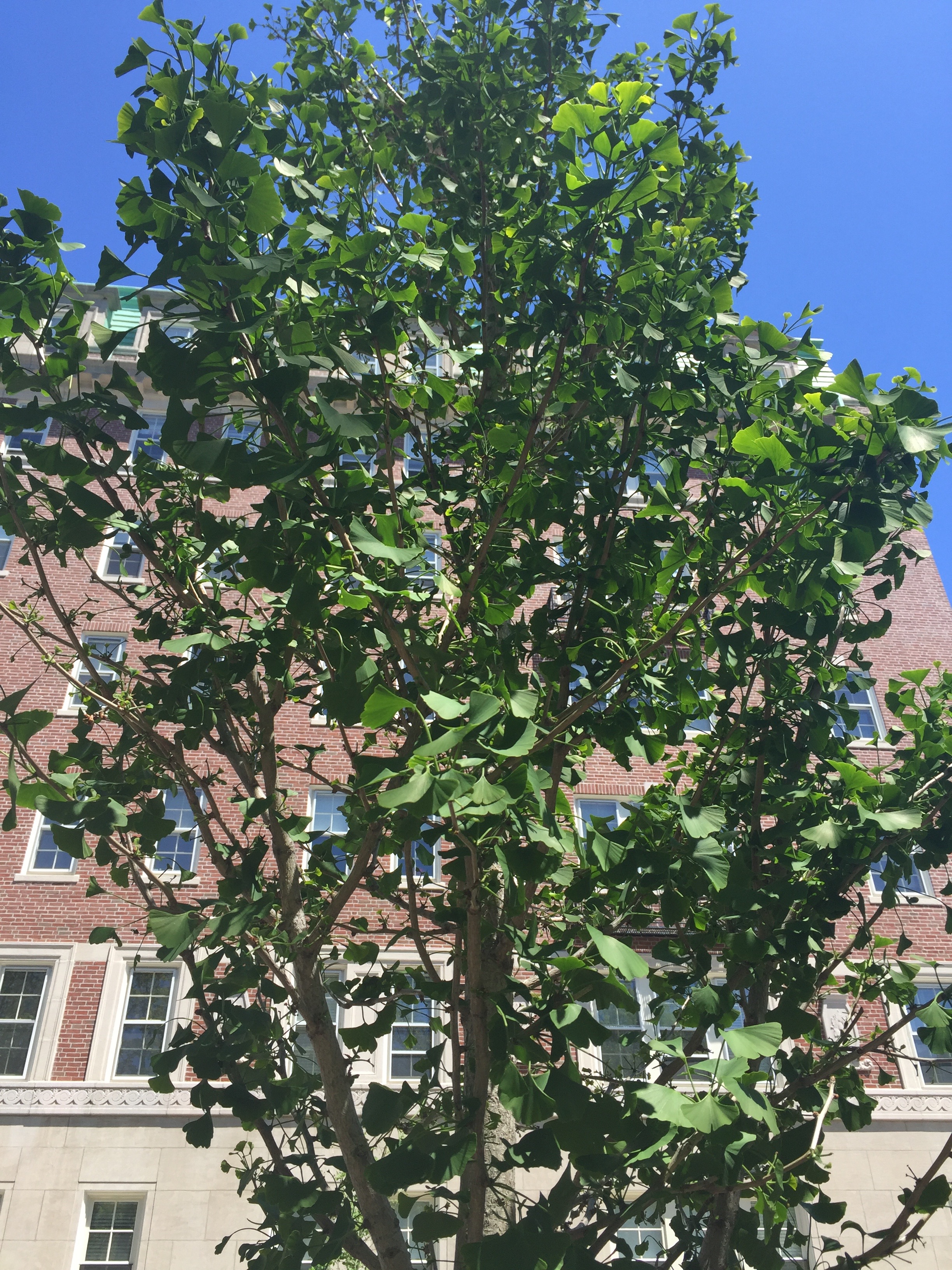 Wednesday, June 1, 1:30 pm – Ginkgo Tree Celebration at Clarendon Street Playground