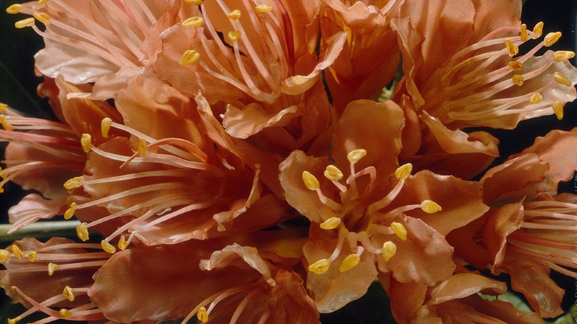 Friday, July 22, 7:00 pm – 10:00 pm – Glass Flowers Soiree