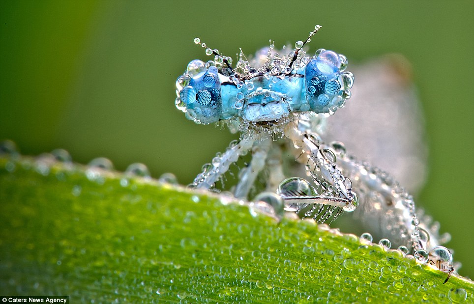 Wednesday, August 3, 10:00 am – 11:30 am – In Search of Butterflies and Dragonflies