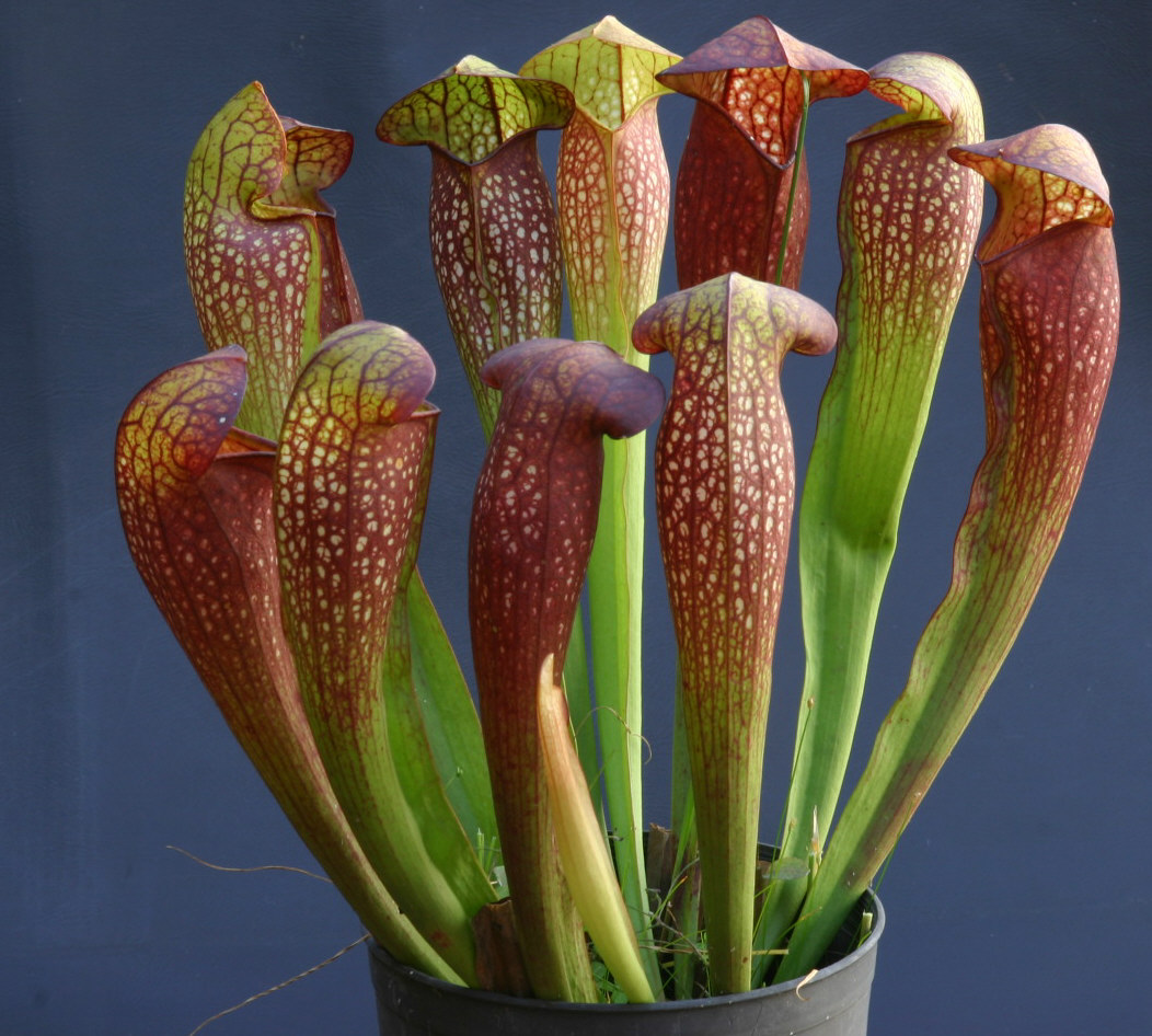 Friday, August 12, 2:00 pm – 3:30 pm – The Wonderful World of Carnivorous Plants