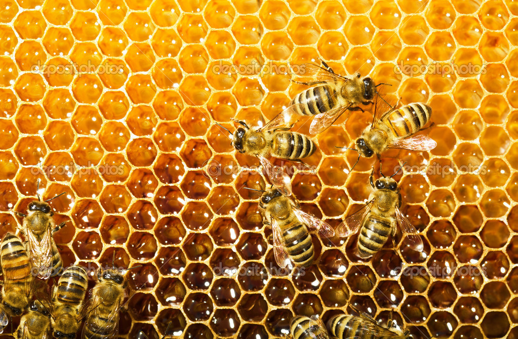 Saturday, August 27, 10:00 am – 5:00 pm, and Sunday, August 28, 10:00 am – 4:00 pm – Bee Weekend