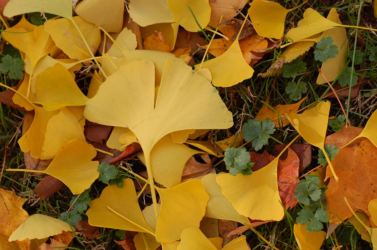 Wednesday, October 12, 10:00 am – Everything You Ever Wanted to Know About Ginkgo, but Were Afraid to Ask