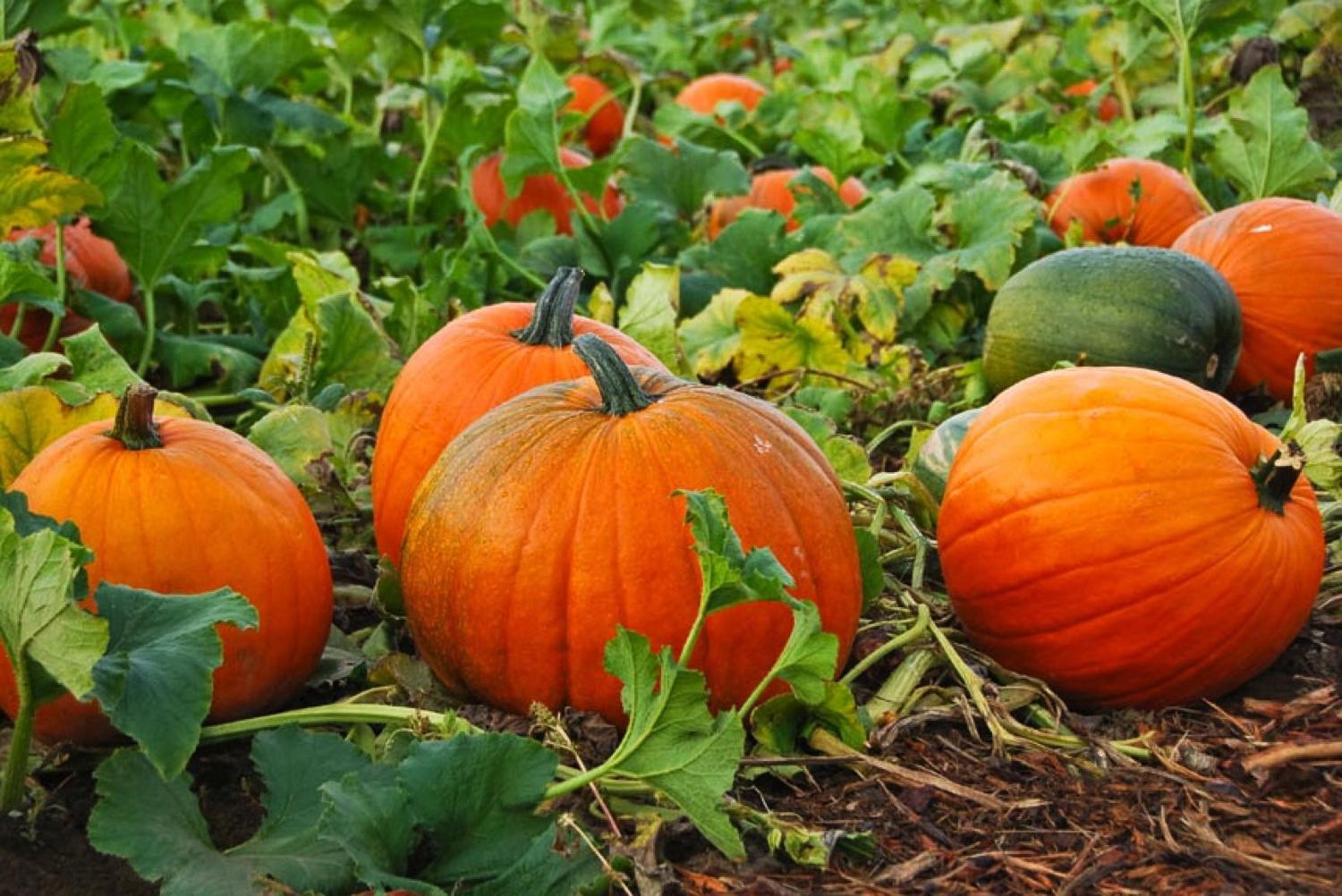 Wednesday – Friday, October 19 – 21, 10:00 am – 4:00 pm – Fruits of Fall: Botanical Illustration