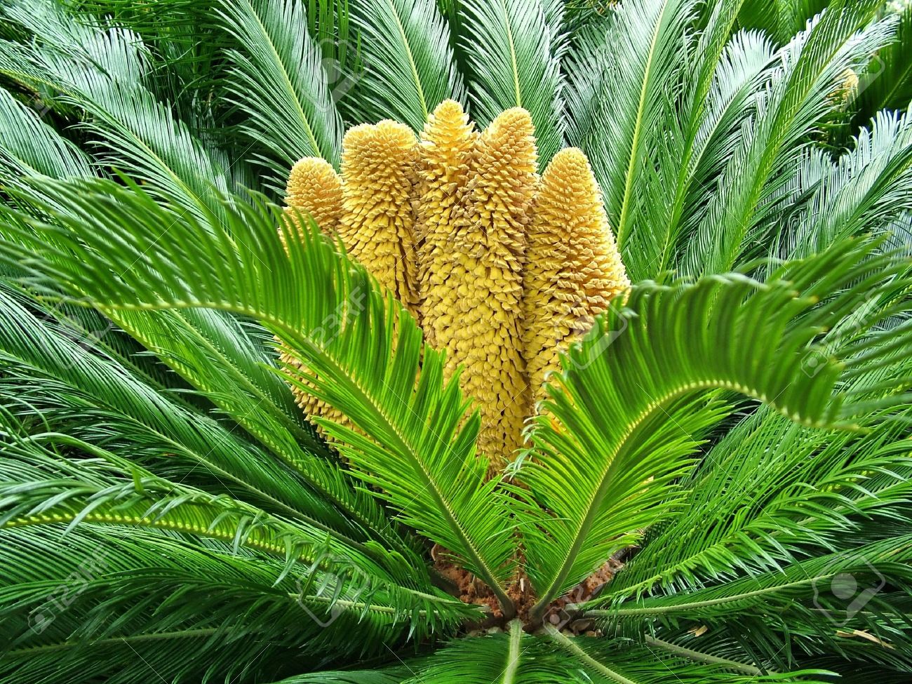 Friday, September 23, 10:00 am – Cycads and Gymnosperms