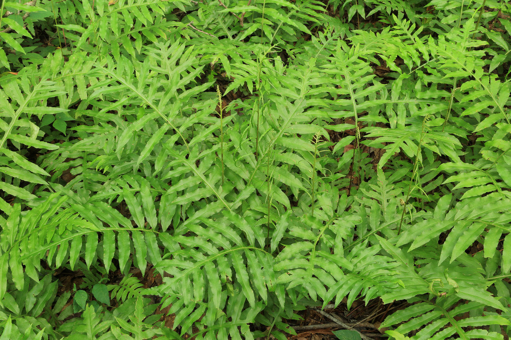 Wednesday, November 9, 10:00 am – Introduction to Ferns