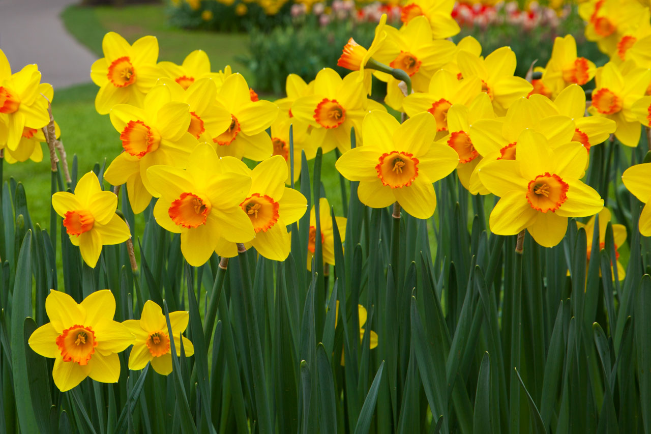 Saturday, May 6, 1:00 pm – 5:00 pm, and Sunday, May 7, 10:00 am – 4:00 pm – Daffodil Show