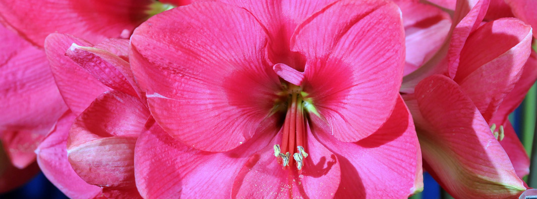 Tuesday, June 6, 6:00 pm – 8:30 pm – Twilight Garden Party
