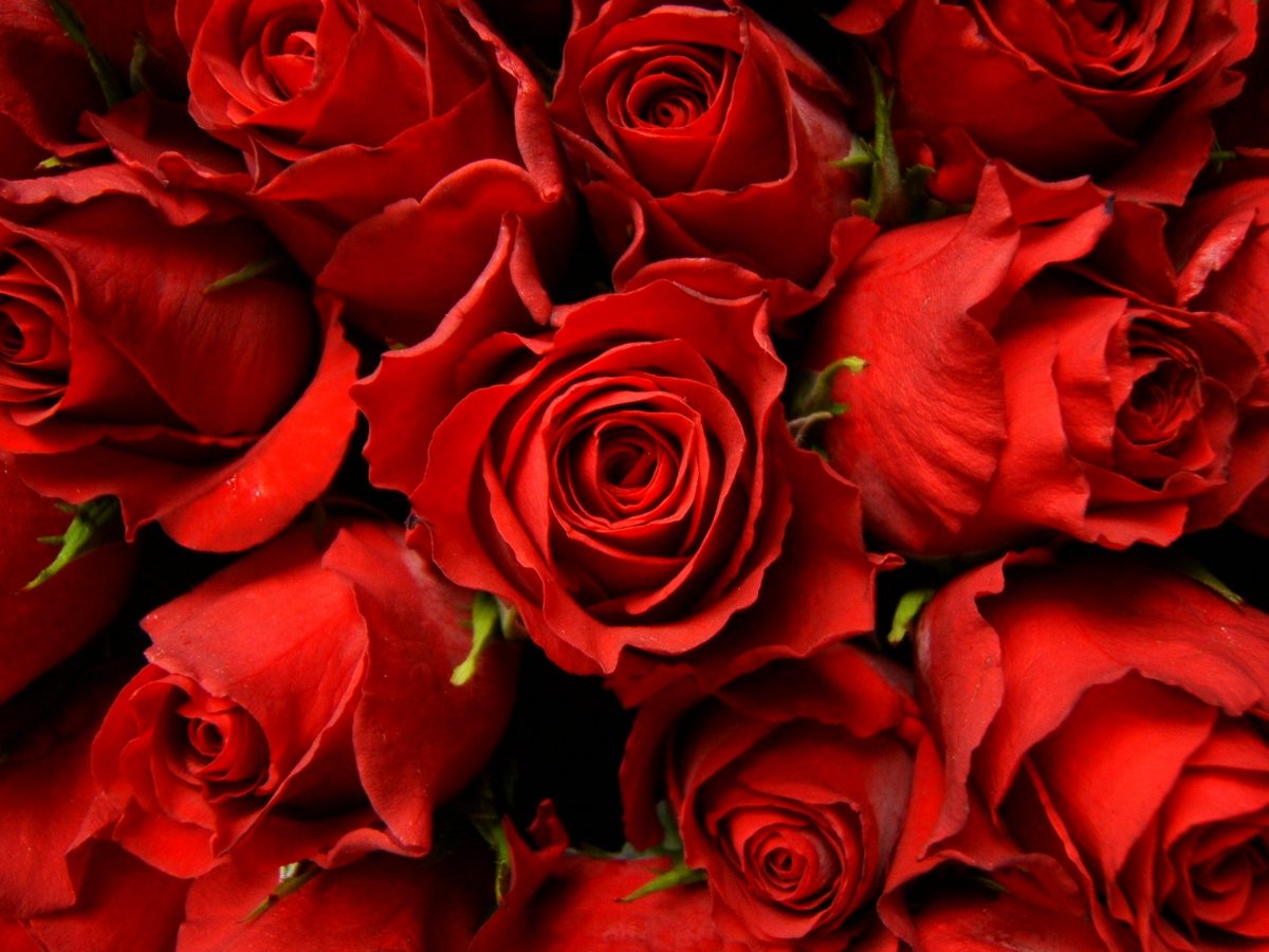 Sunday, June 25, 12:00 noon – 4:00 pm – Rose Show