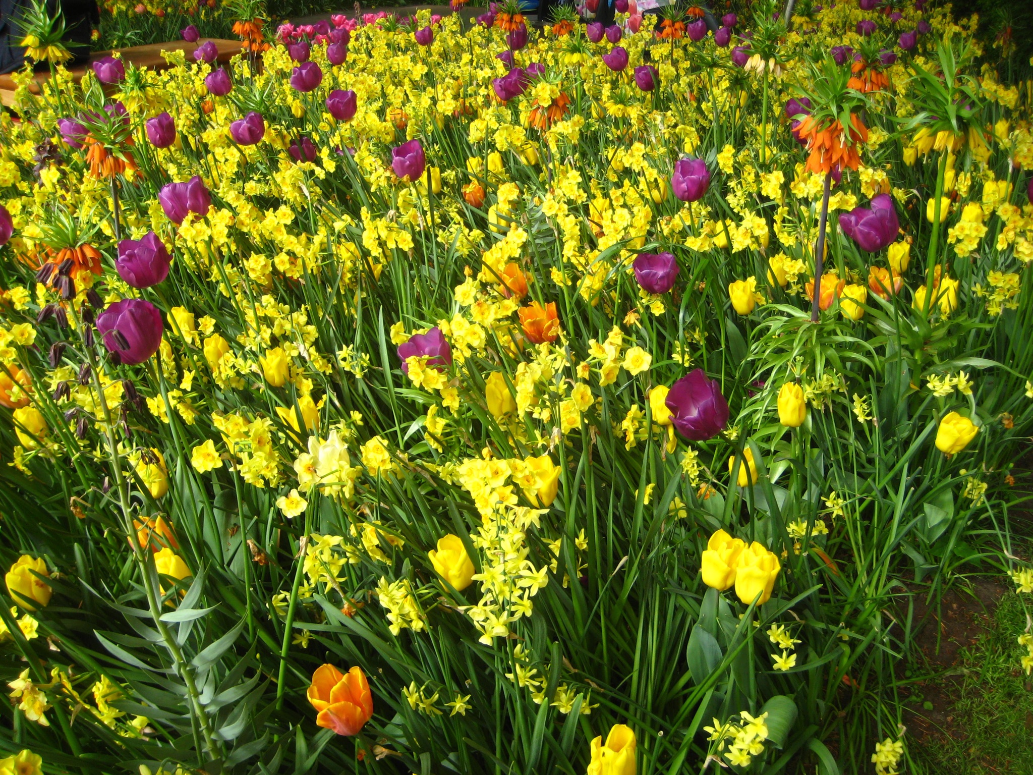 Thursday, April 5 – Sunday, April 13 – Tulip River Cruise