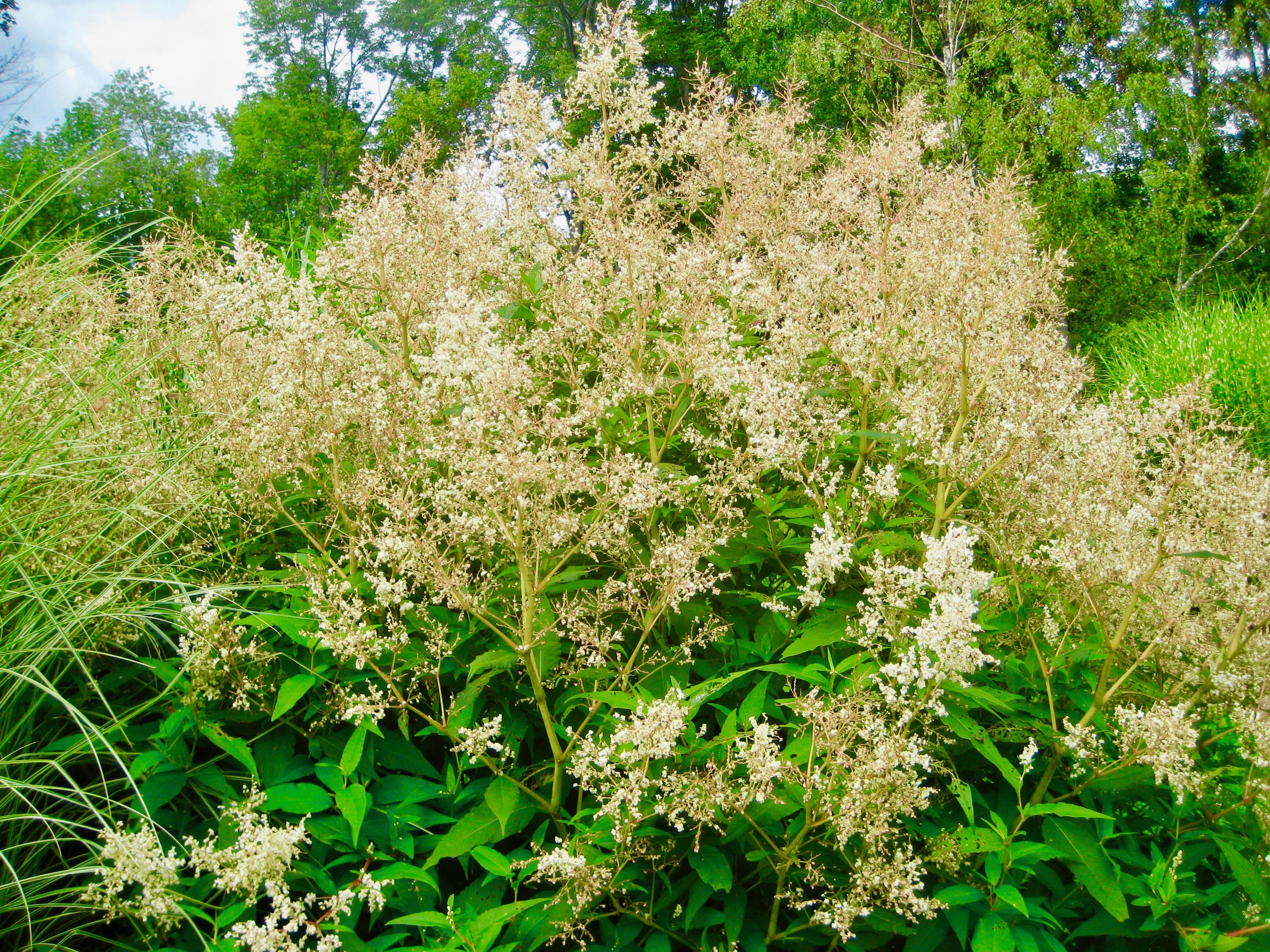 Saturday, July 29, 10:00 am – 4:00 pm – Monadnock Garden Club Jaffrey Center Garden Tour