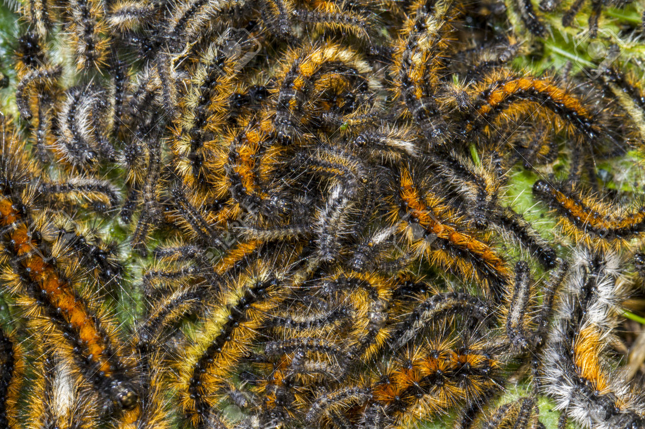 Saturday and Sunday, August 19 – 20, 10:00 am – 3:00 pm – Live! Caterpillar Show