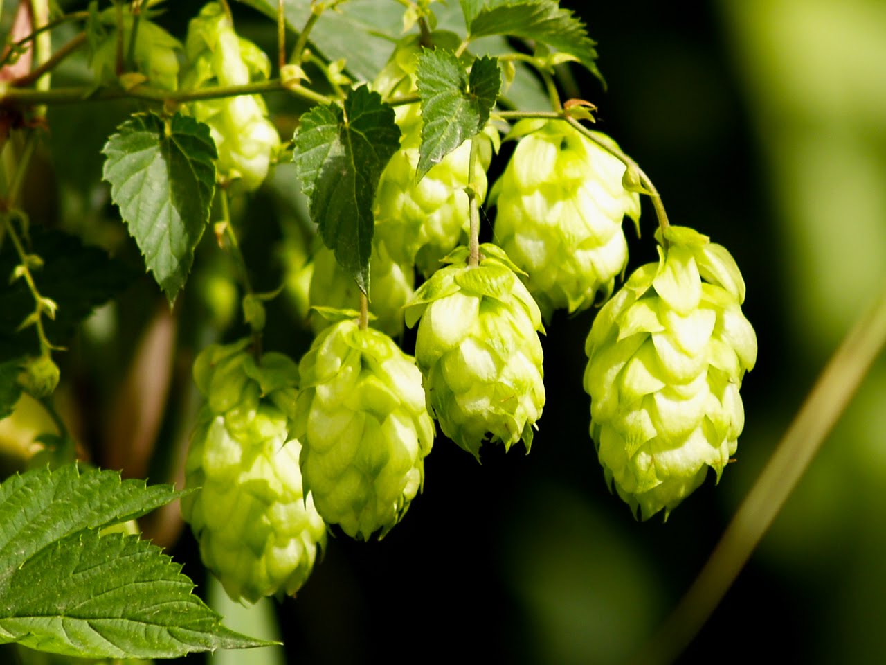 Saturday, August 26, 10:00 am – 4:00 pm – Hops, Ales and Brewing, Oh My!