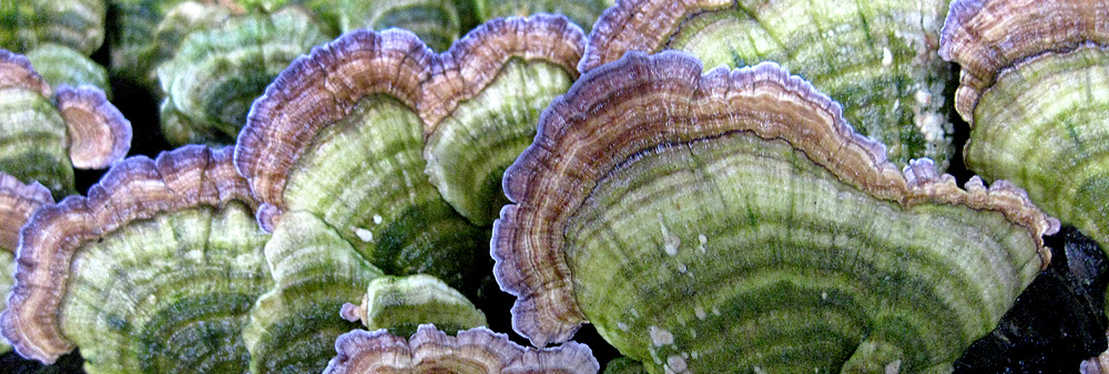 Saturday, October 27, 2:00 pm – 4:00 pm – Fabulous Fungus Fair
