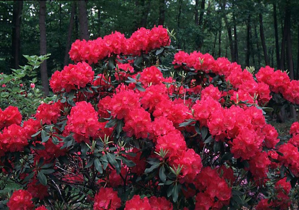 Saturday, February 10, 2:00 pm – 3:00 pm – Rhododendron Diversity