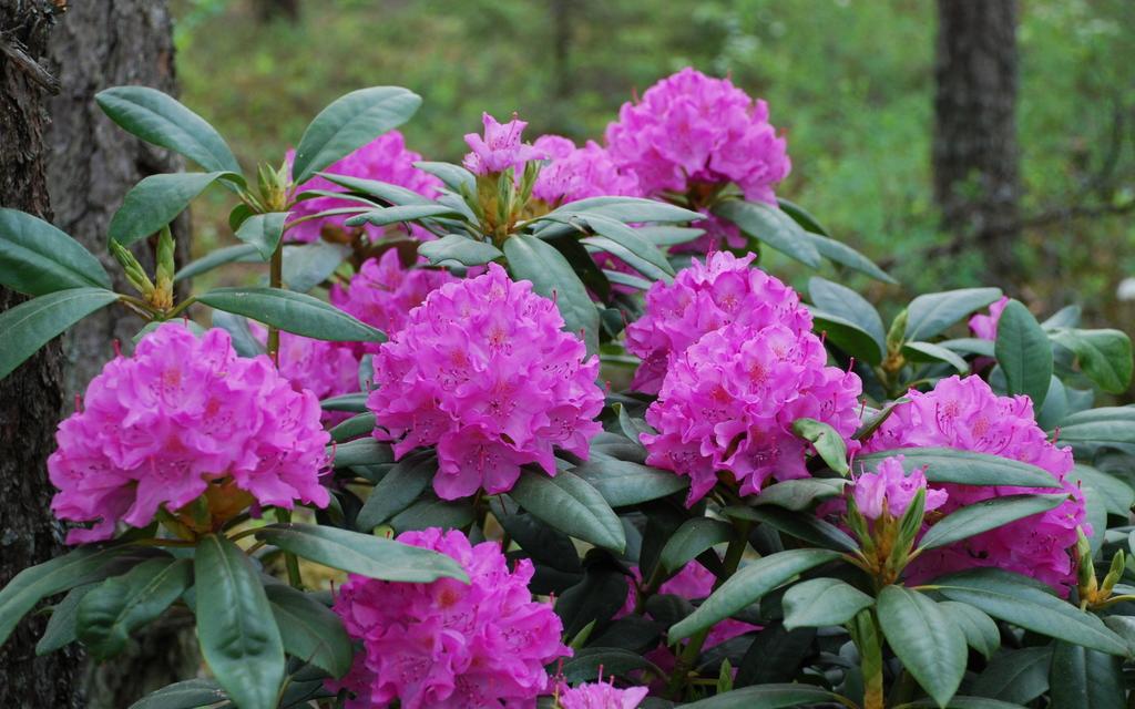 Saturday, May 26 – Sunday, June 3, 10:00 am – 5:00 pm – Heritage Museums & Gardens Rhododendron Festival