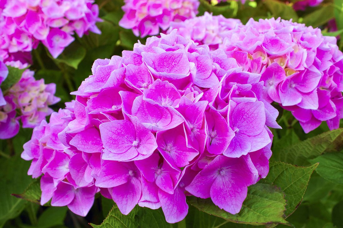 Thursday, July 12 and Friday, July 13, 10 am – 4:00 pm – Osterville Garden Club Garden Tour