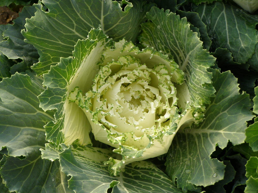 Saturday, August 4, 10:30 am – 12:00 noon – Fall Planting Workshop