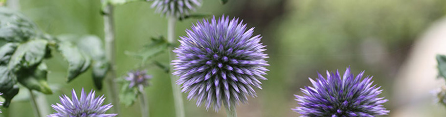 Tuesday, August 21, 9:00 am – 3:00 pm – Northeast Regional Perennial Plant Symposium
