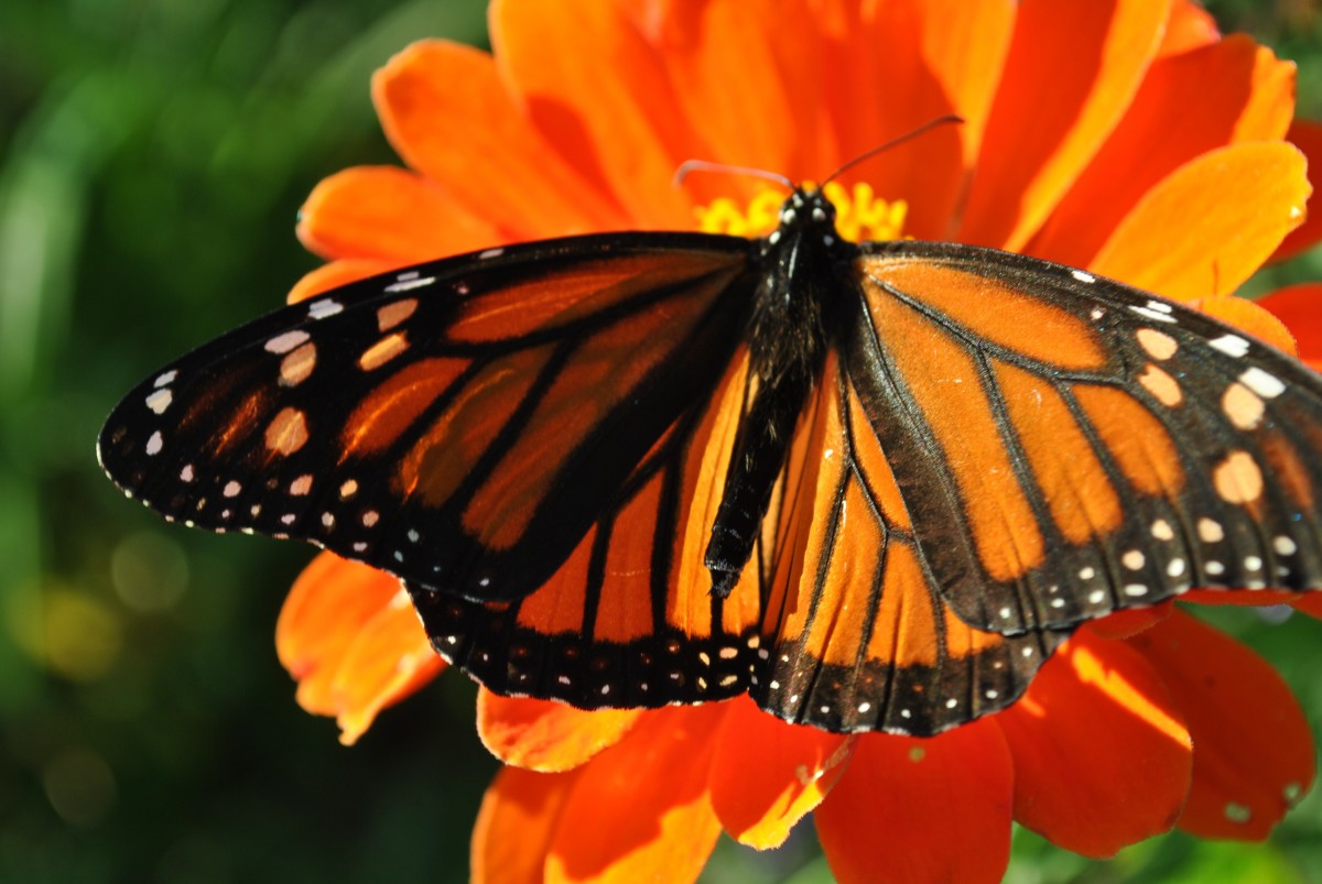 Saturday, August 11, 10:00 am – 4:00 pm – 11th Annual Barbara J. Walker Butterfly Festival