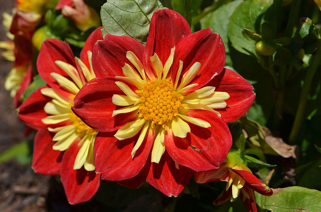 Saturday, September 29, 10:00 am – 5:00 pm, and Sunday, September 30, 10:00 am – 3:00 pm – Dahlia Show