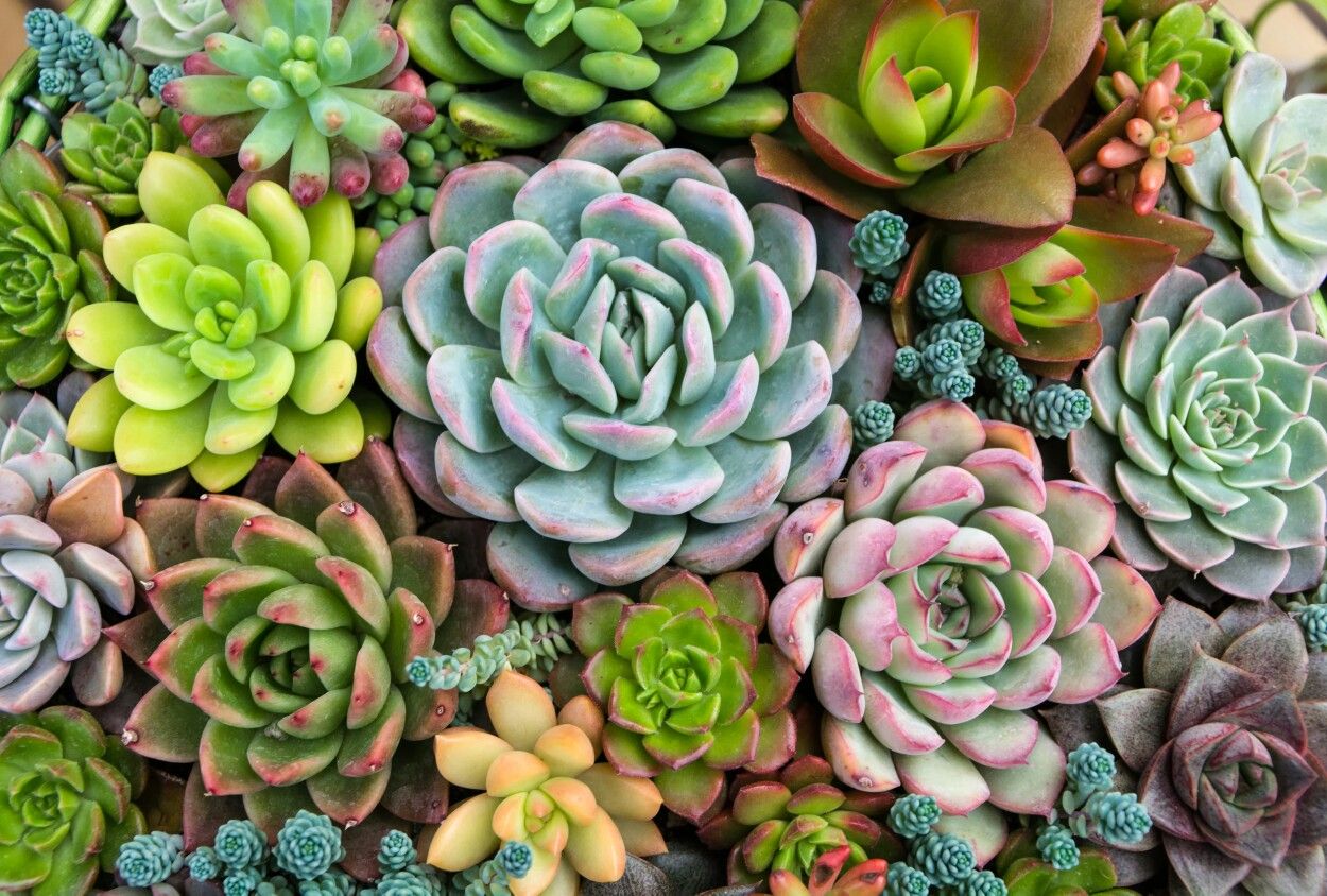 Saturday and Sunday, September 15 and 16, 9:00 am – 4:00 pm – 2018 Cactus and Succulent Society of Massachusetts Show and Sale