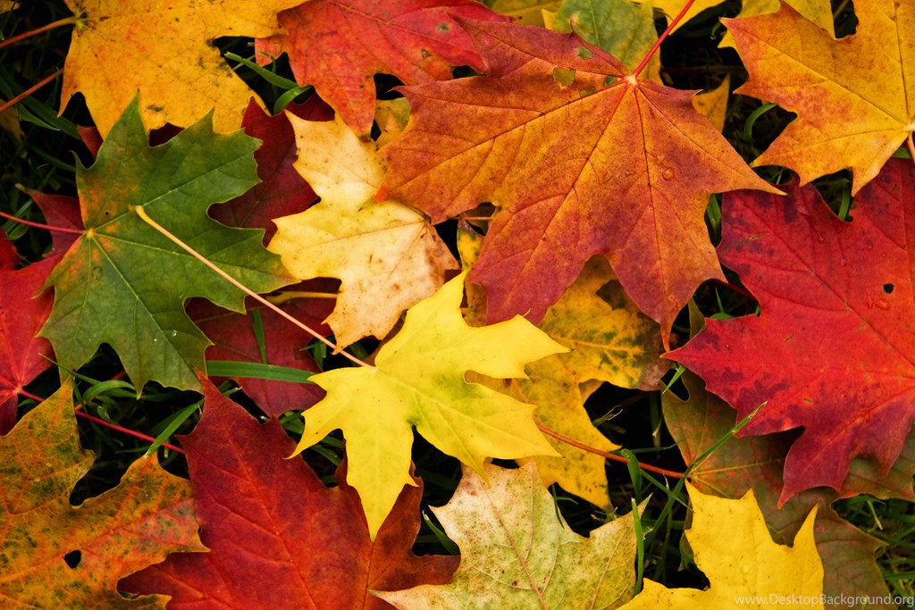 Sunday, September 23, 12:00 noon – 4:00 pm – Arlington’s Tree-mendous Fall Garden Tour