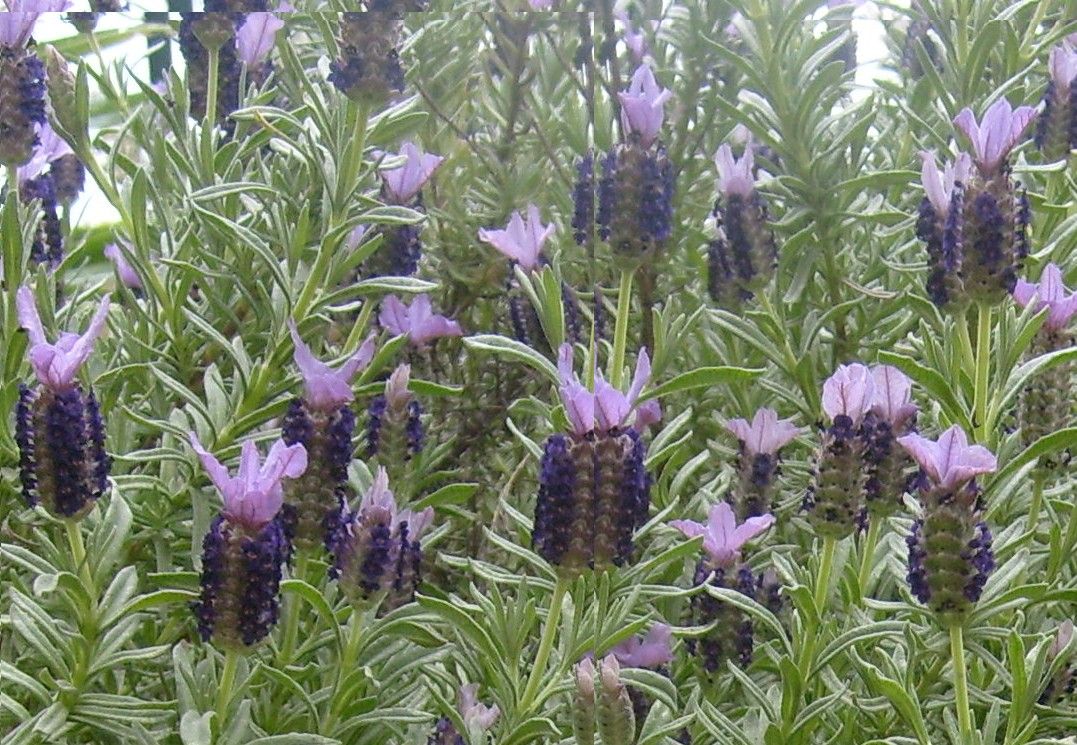 Monday, November 5, 8:00 am – 4:30 pm – Season’s End Summit: The Sensory Garden – Elements to Enrich Every Landscape