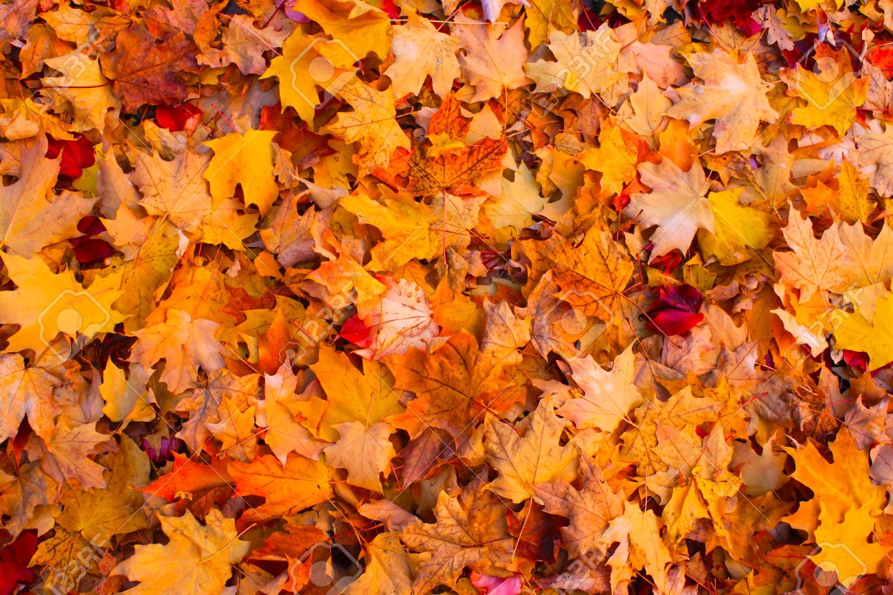 Saturday and Sunday, November 3 and 4, 10:00 am – 3:00 pm – Second Annual Blue Hills Great Estates Fall Foliage Weekend