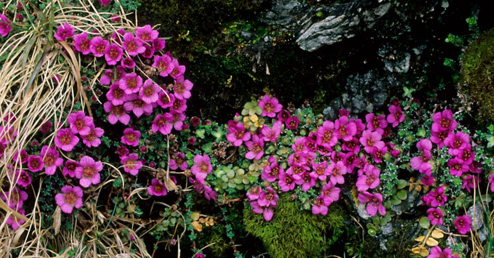 Friday, December 14, 1:00 pm – 2:00 pm – Life in the Clouds: New England’s Alpine Plants Webinar