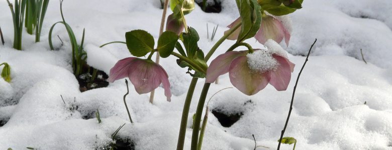 Wednesdays, January 16 and 23, 10:00 am – 2:00 pm – Designing the Winter Landscape
