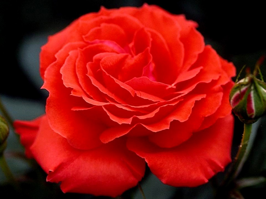 Thursday, January 24 – Sunday, January 27 – Flora in Winter 2019