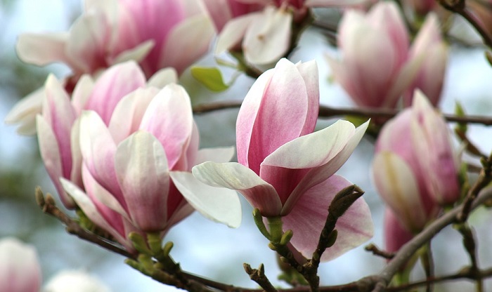 Tuesday, May 3, 5:00 pm – 7:00 pm – Garden Club of the Back Bay Annual Meeting