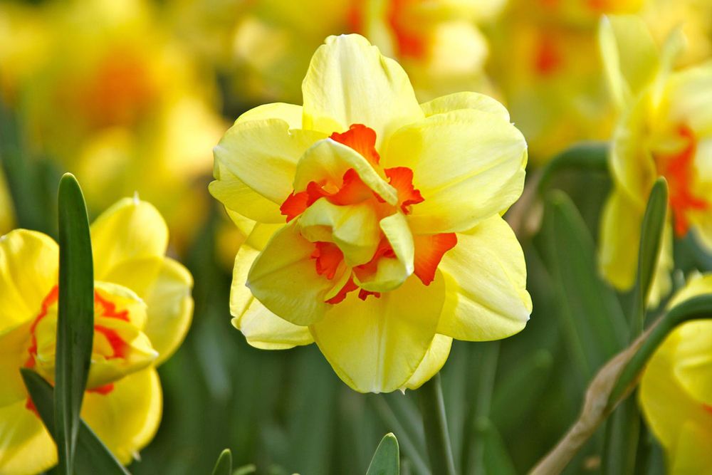 Saturday, May 2, 1:00 pm – 5:00 pm, and Sunday, May 3, 10:00 am – 4:00 pm – Seven States Daffodil Show – Cancelled