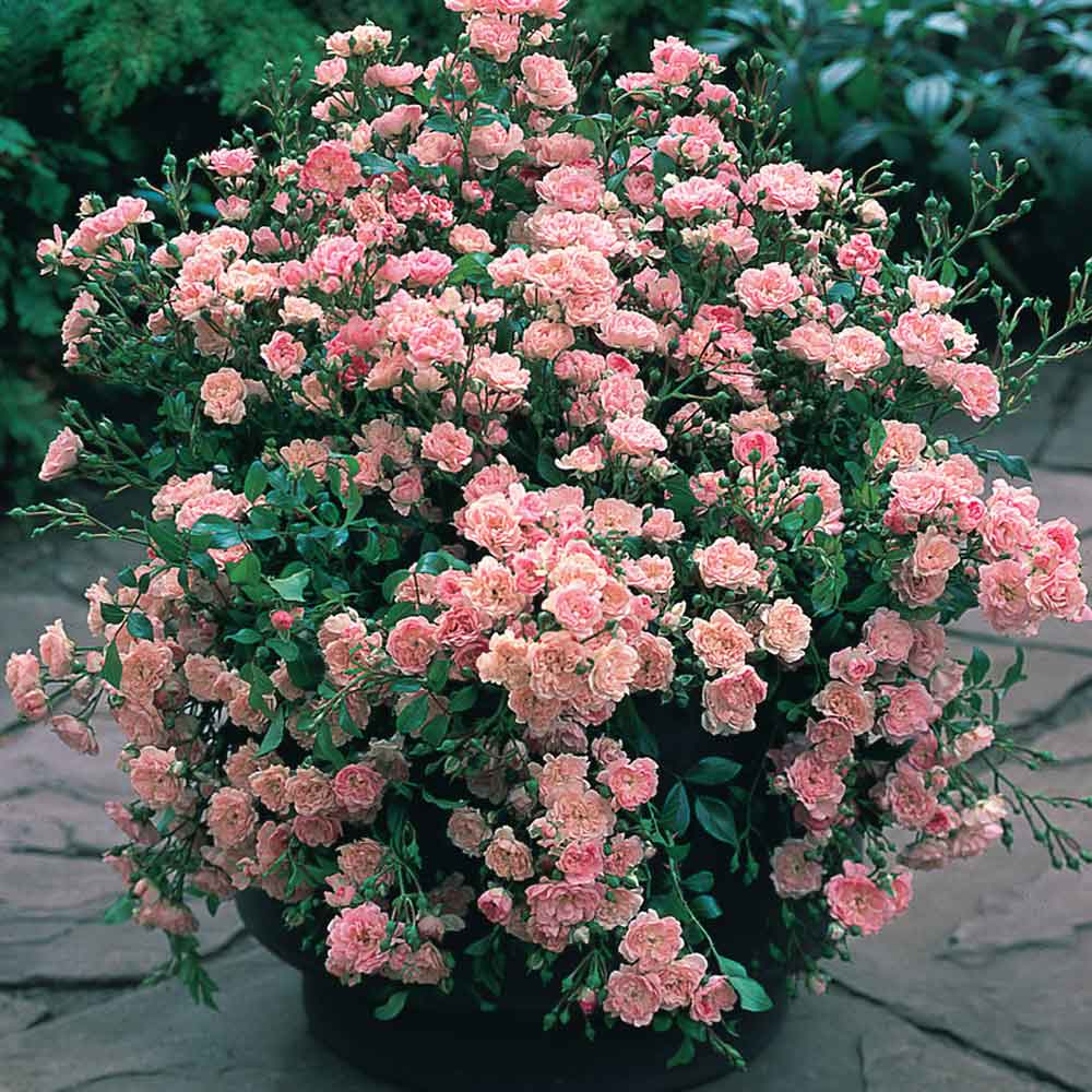 Wednesday, June 5, 9:00 am – 3:00 pm – Garden Club Federation of Massachusetts Annual Meeting